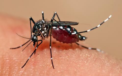 Dengue fever Is the mst imprtant msquit-brne viral disease in the wrld The infectin causes flu-like illness, and ccasinally develps int a ptentially lethal cmplicatin called severe dengue.