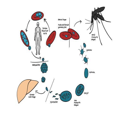 Vectr brne Diseases Water pllutin has resulted in increased breeding f parasite- carrying msquites.