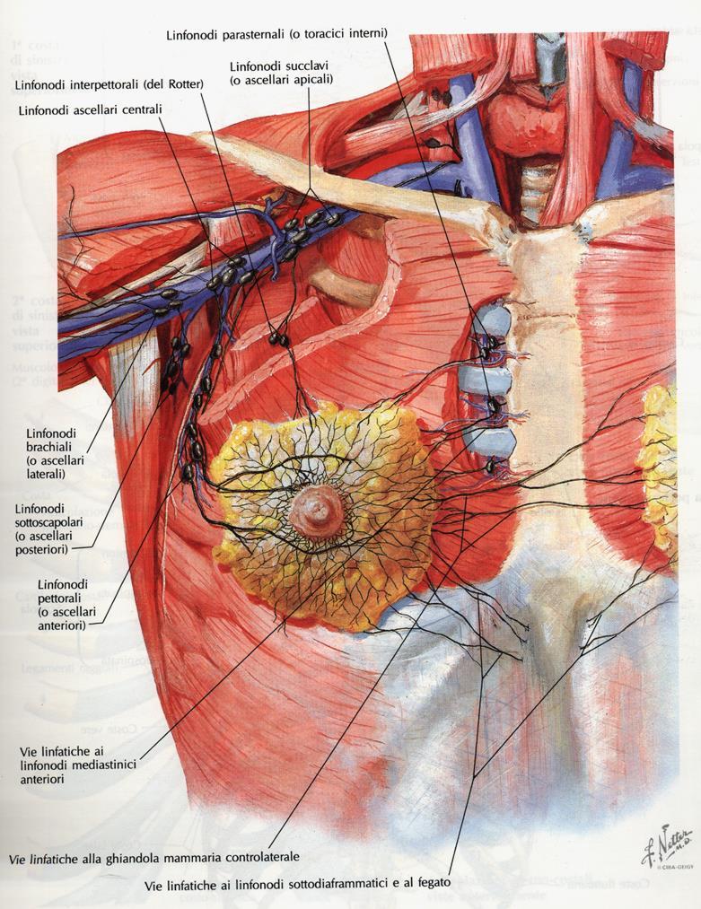 Multiple SNs interpettoral lymph nodes central axillary group internal mammary chain (IMC) subclavian axillary group lateral axillary group subscapular axillary group