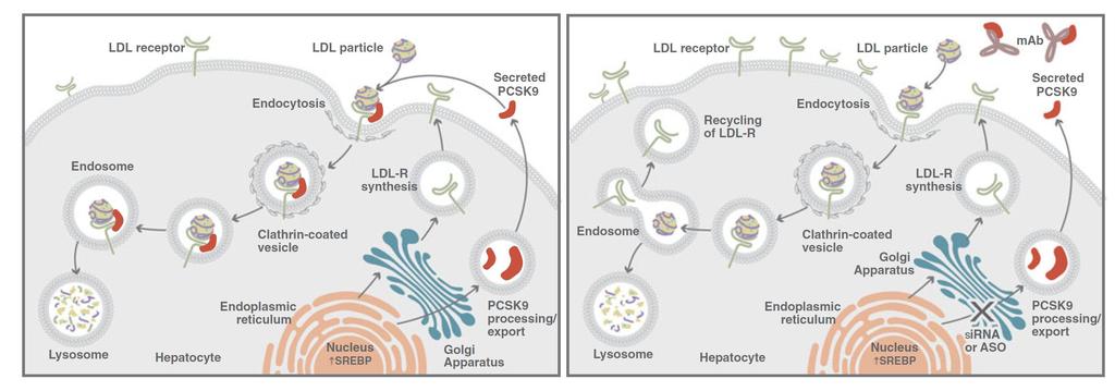 Interaction of PCSK9 and the LDL receptor Stein EA