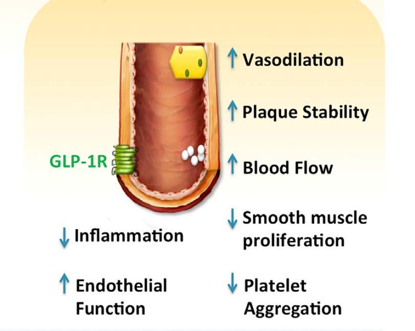 tubule effects filtration Hyperglycaemia Weight Visceral adiposity BP Distaltubule Increased urinary glucose excretion BP, blood pressure; GLP-1RA, glucagon-like peptide-1 receptor