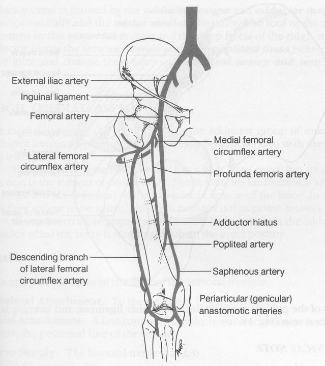 Major Arteries of Leg: External Iliac Artery Femoral Artery Profunda femoris Medial femoral