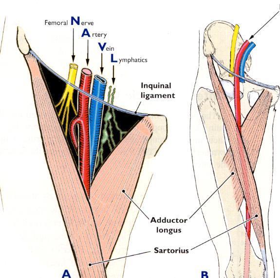 Femoral triangle / RELATIONS Deep contents Femoral a. & v. surrounded by femoral sheath Profunda femoris a.