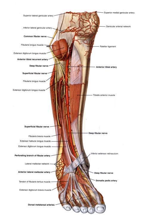 Tibialis Anterior Artery running in anterior