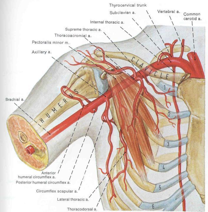 Sublcavian AA. pass into each arm, becomin Axillary A. past clavicle.