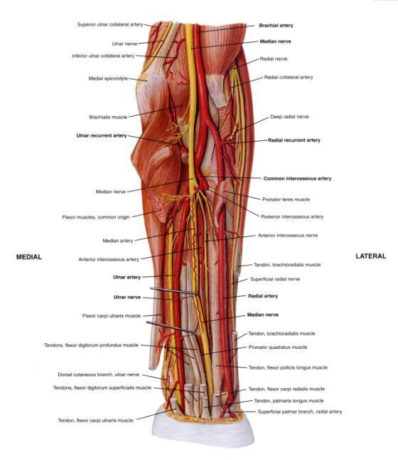 Antebrachium Major Arteries (Deepest Dissection) Brachial Artery Radial Artery Ulnar