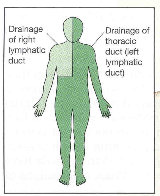 RIGHT LYMPHATIC DUCT Upper right quadrant is drained by right lymphatic duct.