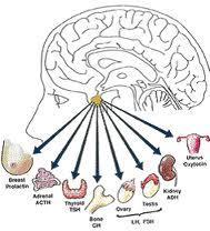 ENDOCRINE ORGANS Pituitary Gland Produces hormones that affect other glands (thyroid, gonads,