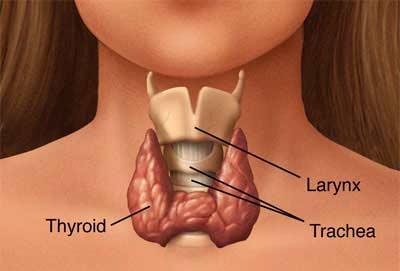 ENDOCRINE ORGANS Thyroid Regulates