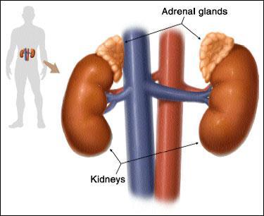 ENDOCRINE ORGANS Adrenal glands Produces adrenaline