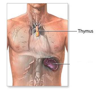 ENDOCRINE ORGANS Thymus Stimulate