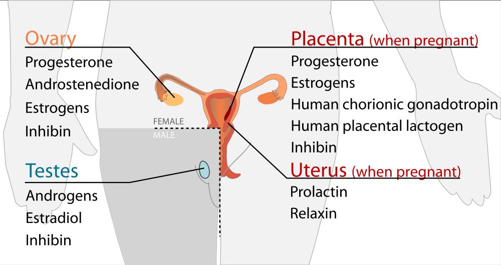 ENDOCRINE ORGANS Gonads (ovaries and testes) Produce sex