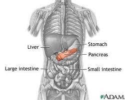 ENDOCRINE ORGANS Pancreas Produces insulin when blood glucose is high Beta cells of the pancreas secrete insulin, which signal fat cells or the liver to take up the glucose and store it as