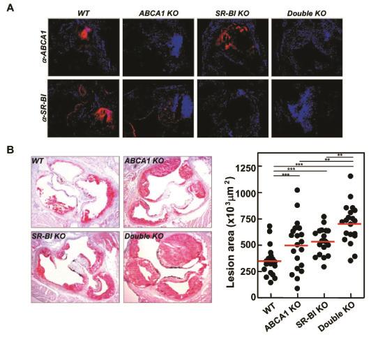 Role of macrophage ABCA1 and SR-BI in atherogenesis 1.5 fold (p<0.001) increase in the mean atherosclerotic lesion size as compared to WT transplanted animals, respectively (Figure 2B).