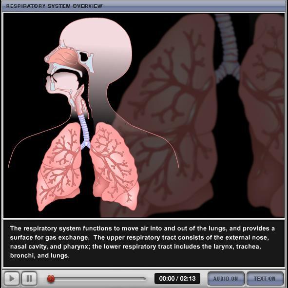 Respiratory System Overview Please note that due to differing operating systems, some animations will not appear until the presentation is viewed in Presentation Mode (Slide Show view).