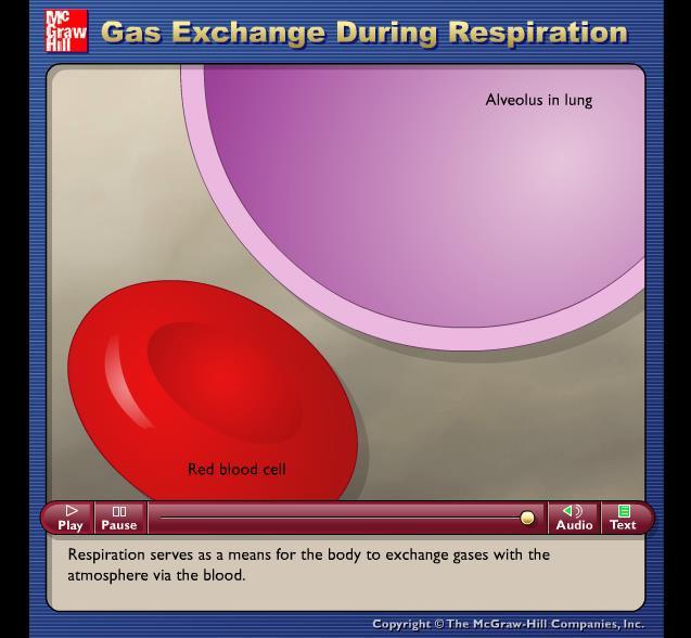 Gas Exchange During Respiration Please note that due to differing operating systems, some animations will not appear until the presentation is viewed in Presentation Mode (Slide Show view).