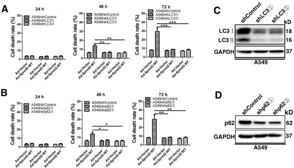 Supplementary Figure S4: Depletion of LC3 or p62 impede Spred2-mediated cell death in A549 cells.