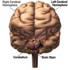 The two halves of the brain communicate through the corpus callosum, a bundle of nerve fibers connecting the two sides together.