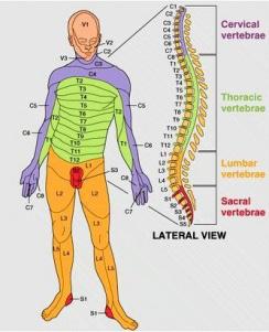 5 of 10 Figure 5. Spinal Nerves. Anatomy of the Spinal Cord. (n.d.). Information on Spinal Cord Injuries http://www.scirecovery.org/anatomy.