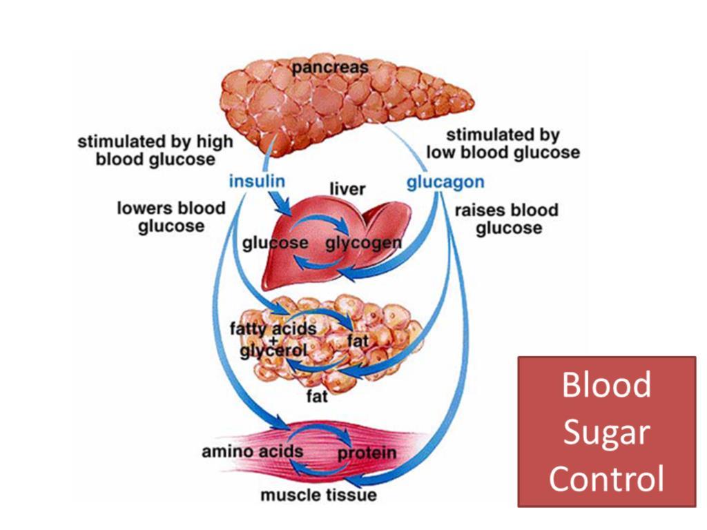 A quick word about blood sugar control and why it is important for the vascular system.