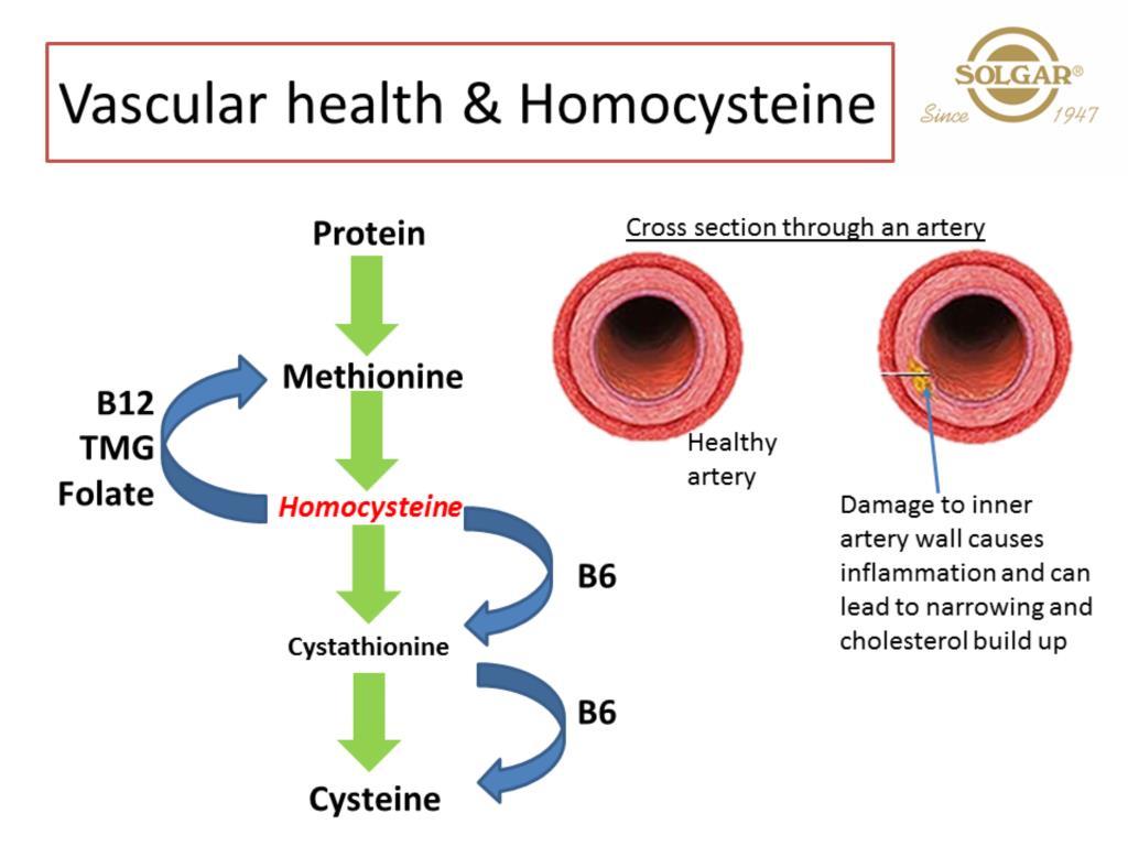 In addition to the risk factors we reviewed, raised Homocysteine can challenge vascular health, including the coronary arteries.