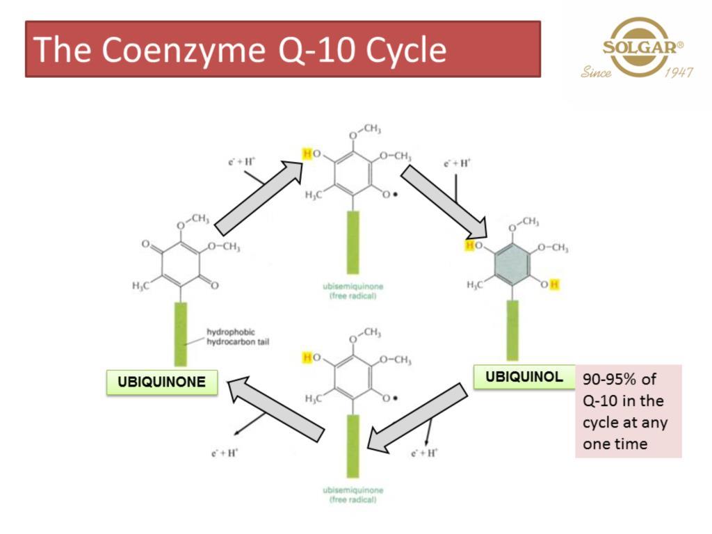 Within the electron transport chain, the COQ-10 works by cycling through its various forms.