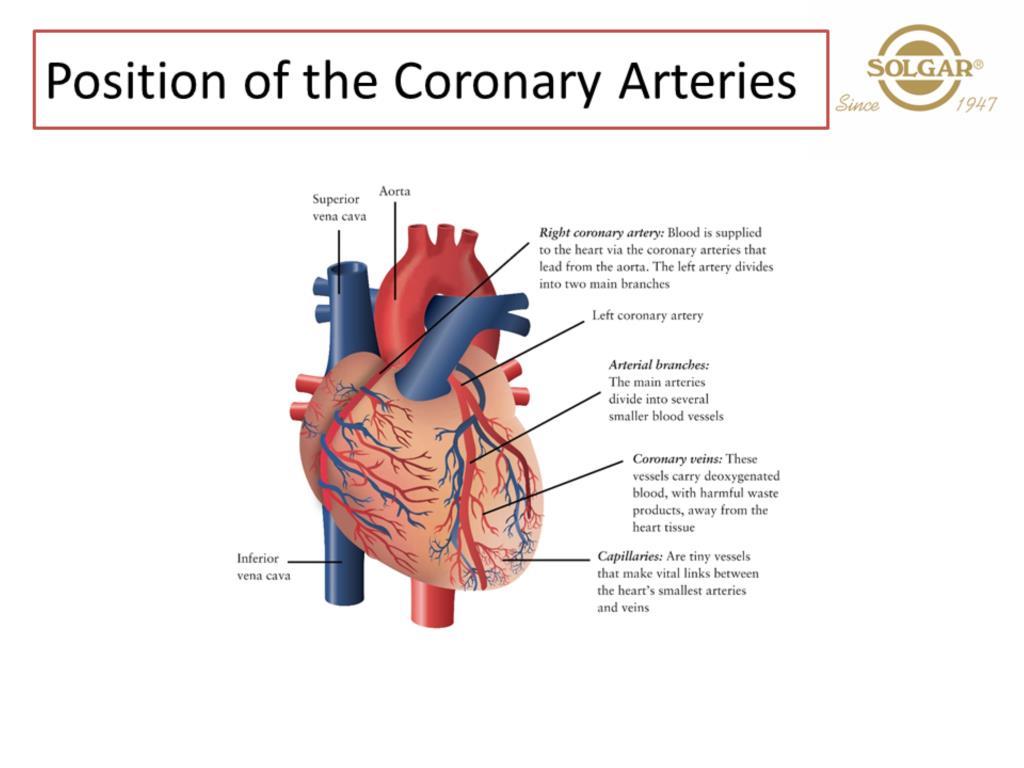 The Aorta is the major artery leaving the heart carrying freshly oxygenated blood and the very first arteries to branch from it are the coronary arteries.