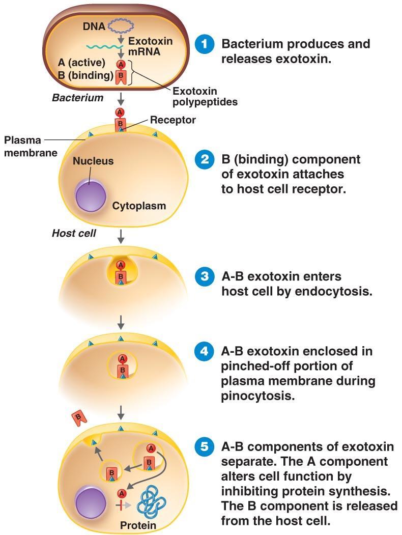 Type of Exotoxins: Fig