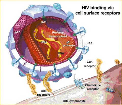 Pathogenic Properties of Viruses Evasion of IS by Growing inside cells Rabies virus spikes mimic ACh HIV hides attachment site CD4 long
