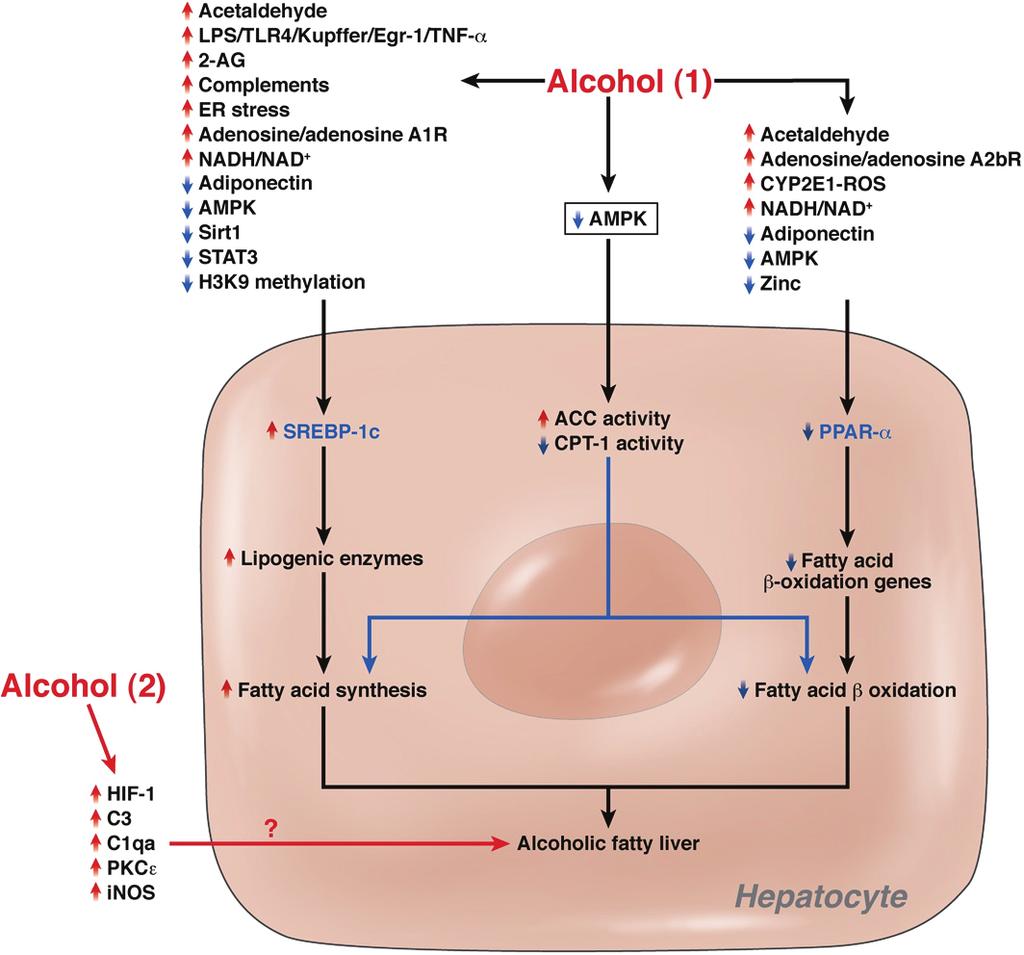 Leelanuntakul W, Werawatganon D THAI J GASTROENTEROL 2013 Vol. 14 No. 1 Jan. - Apr. 2013 45 Figure 2. Mechanisms of alcoholic fatty liver (15).