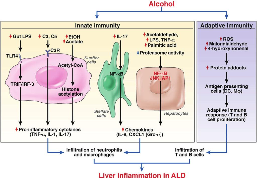 46 THAI J GASTROENTEROL 2013 ferase1; each has an important role in the development of alcoholic fatty liver (25).