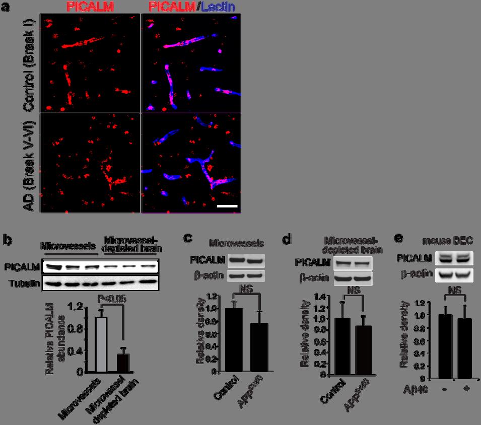Supplementary Figure 1 PICALM expression in brain capillary endothelium in human brain and in mouse brain.