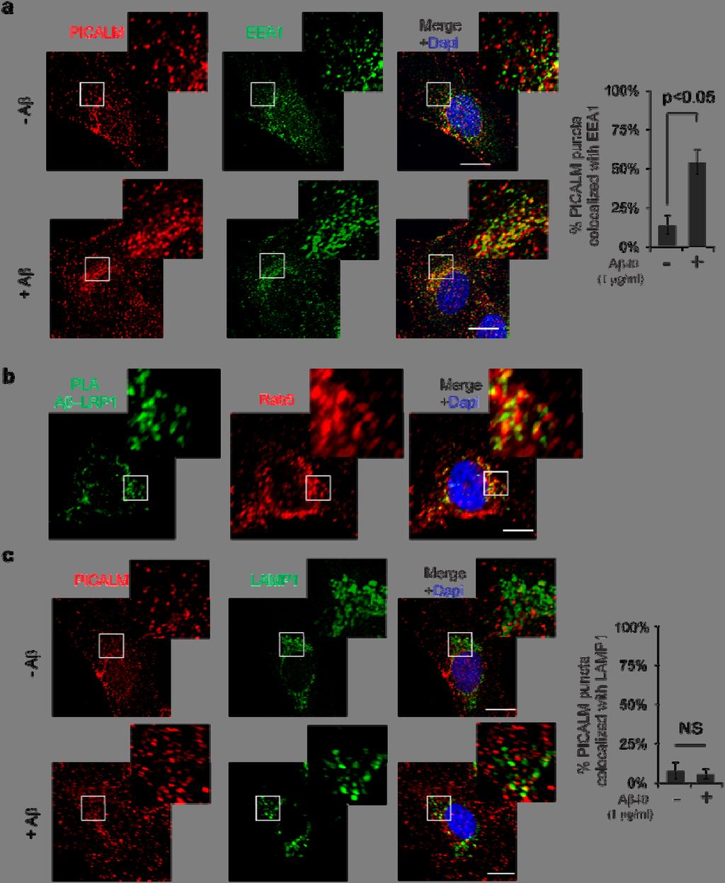 Supplementary Figure 10 PICALM and LRP1-Aβ complexes associate with EEA1, Rab5 and Rab11, but not Rab7 or LAMP1 (a lysosomal marker), in human brain endothelial cells cultured with Aβ.
