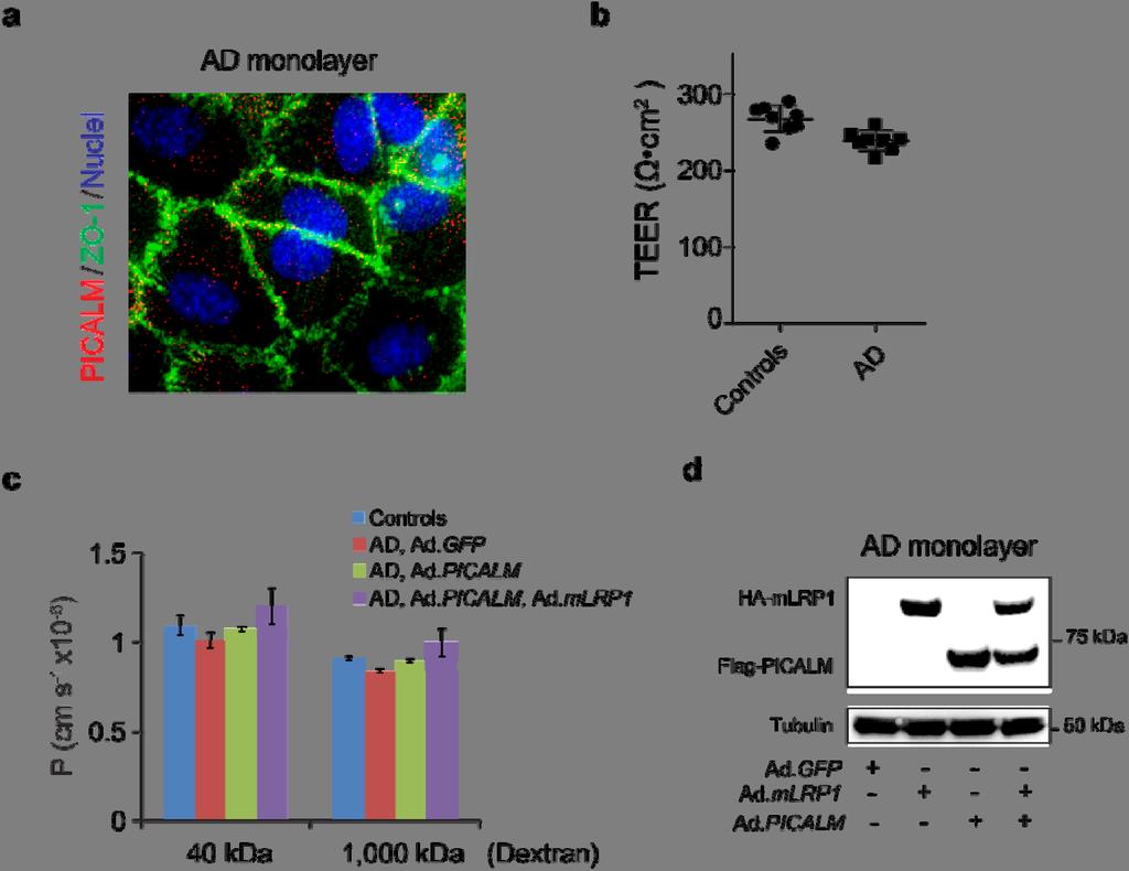 Supplementary Figure 12 Reduced PICALM expression in brain endothelial monolayers derived from Alzheimer s disease patients.