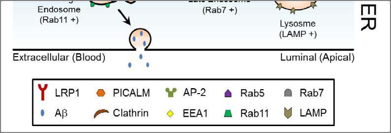 LRP1 complex and guides Aβ trafficking to Rab5 and Rab11