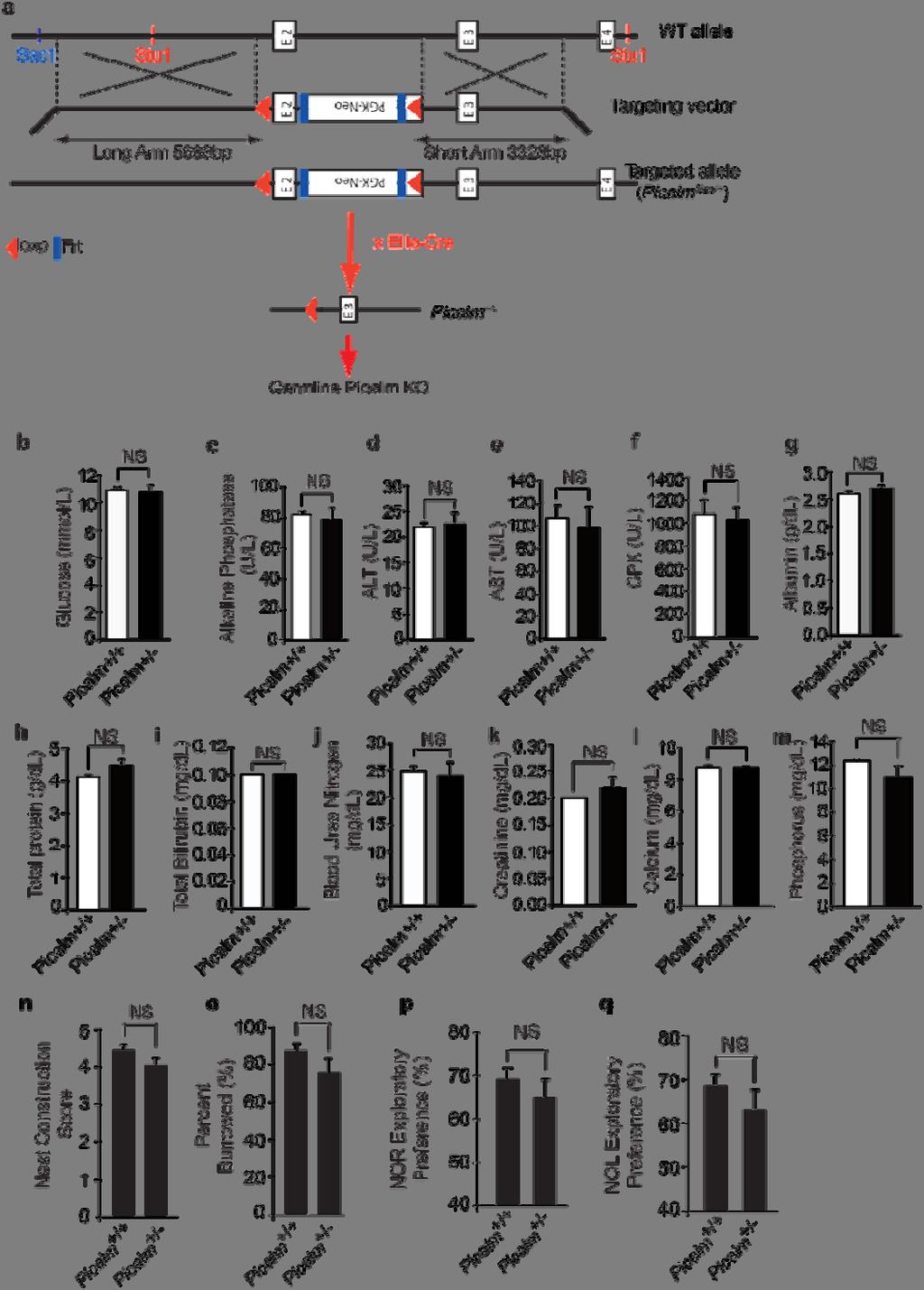 Supplementary Figure 2 Generation of Picalm +/ mouse, biochemistry and behavioral characterization.