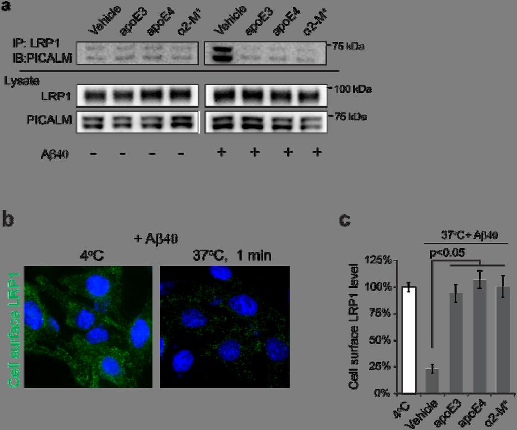 Supplementary Figure 7 Apolipoprotein E and activated α2-macroglobulin do not initiate PICALM binding to LRP1.