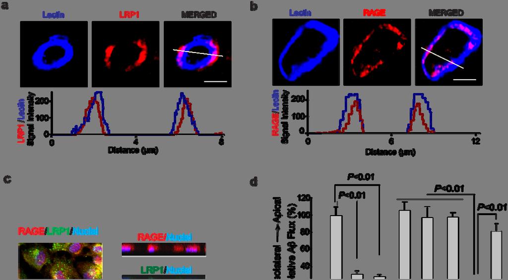 Supplementary Figure 8 Endothelial cell polarity of LRP1 and RAGE in brain capillaries in human brain in situ and in an in vitro blood-brain barrier model.
