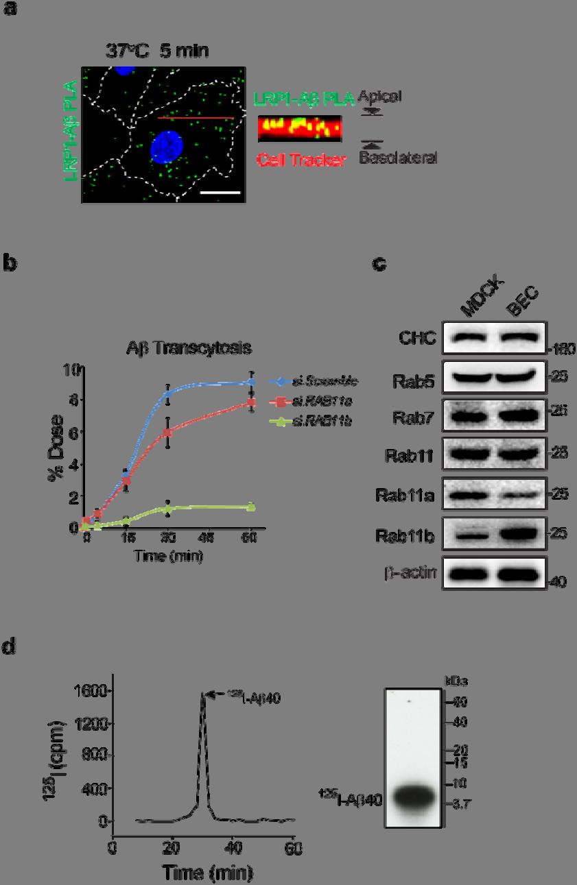 Supplementary Figure 9 PICALM regulates Aβ transcytosis in brain endothelial monolayers.