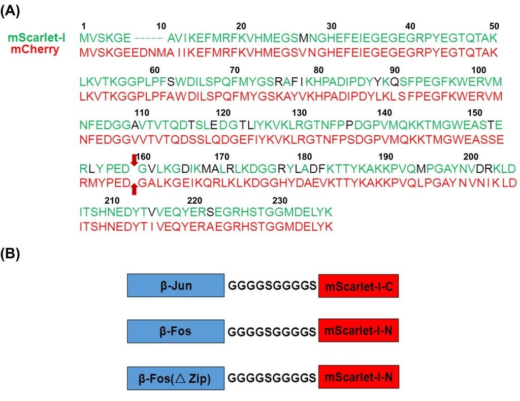 Fig. S1 Design of mscarlet-i-based BiFC assay. (A) Sequence alignment of mscarlet-i to mcherry. The sequences of mscarlet-i and mcherry are highlighted in green and red respectively.