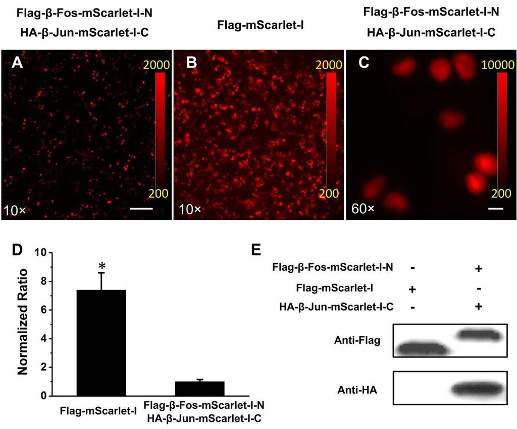 Fig. S4 Comparison of the brightness of full length fluorescent protein and its derived BiFC reporter using constitutive β-jun/β-fos heterodimerization model.