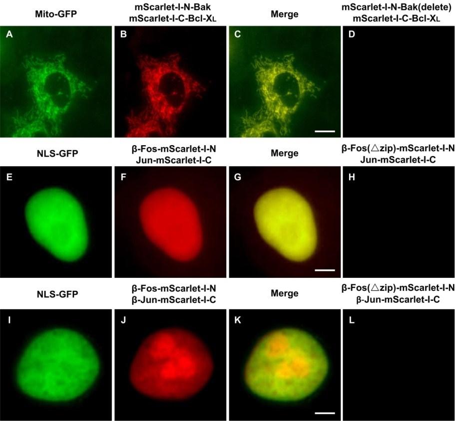 Fig.S6 Detection, visualization and validation of various PPIs with different subcellular localizations by mscarlet-i-based BiFC assay in living HeLa cells.