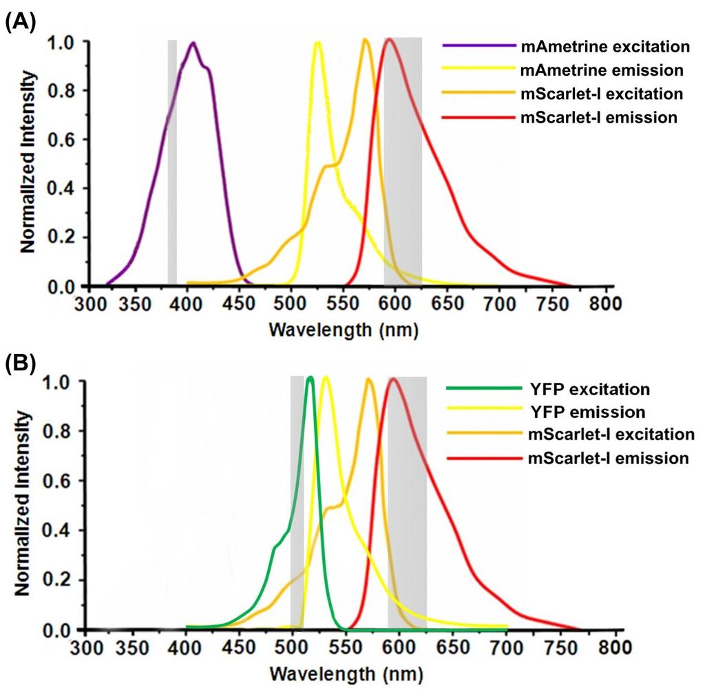 Fig. S7 Spectra of mametrine/yfp and mscarlet-i for FRET measurement.