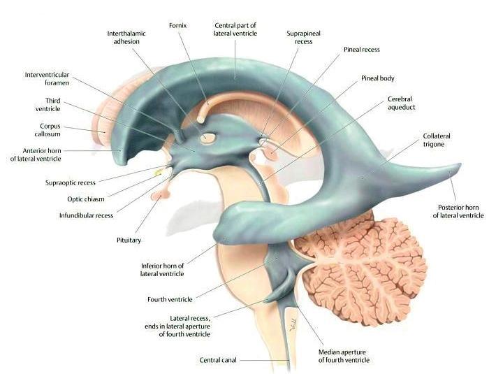 Introduction The cerebral ventricular system consists of four interconnected ventricles containing cerebrospinal fluid (CSF).