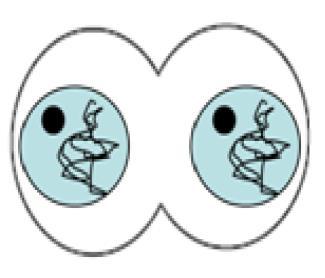 TELOPHASE -two nuclei