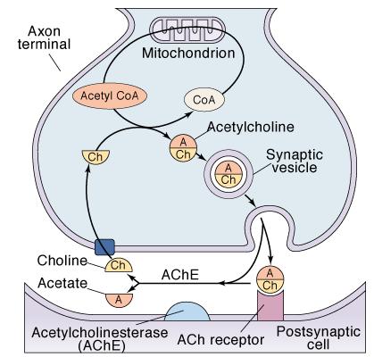Acetylcholine (ACh): Synthesis and Breakdown Synthesis requires the enzyme choline acetyltransferase (ChAT) Made from choline (Ch) and acetyl coenzyme (acetyl CoA) in the axon terminal then
