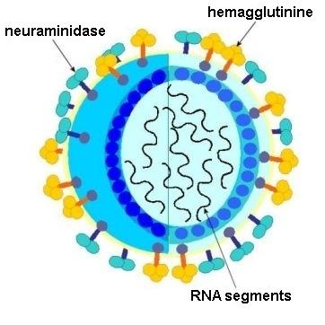 glycoprotein spikes: Haemagglutinin (H) Neuraminidase (N) Ø Genome: 8