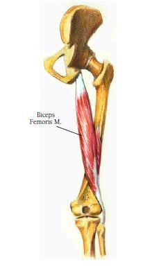 Biceps Femoris Origin -Long head: posterior surface of ischial tuberosity -Short head: middle third of linea aspera, lateral
