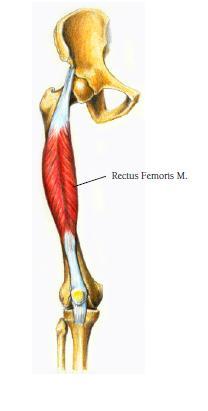 Rectus Femoris Muscle Origin -Straight head: Anterior inferior iliac spine. -Reflected head: From groove above rim of acetabulum.