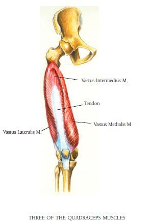 Vastus Intermedius Muscle Origin -Anterior and lateral surfaces of proximal 2/3 of body of femur. -Distal 1/2 of linea aspera.
